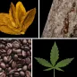 Preview: Duftnoten: Tabak, Harz, Kaffee, Hanf
